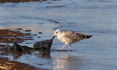 Bioplastica: Scoperto biopolimero estremamente biodegradabile
