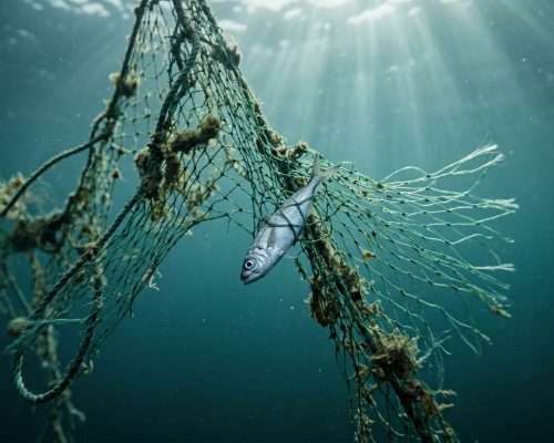 Ghost gear: la plastica che continua a pescare